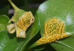 Puccinia withaniae