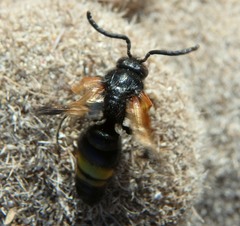 Scolia erythrocephala