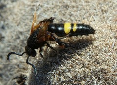 Scolia erythrocephala