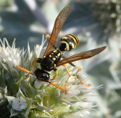Polistes gallicus