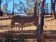 Equus africanus somaliensis