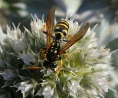 Polistes gallicus