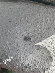 Leptostylus transversus