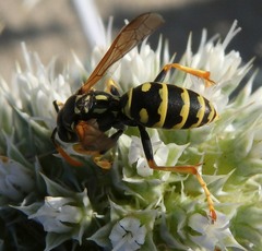 Polistes gallicus