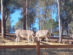 Equus africanus somaliensis