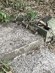 Sericornis frontalis