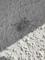 Leptostylus transversus