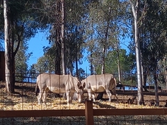 Equus africanus somaliensis