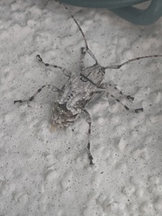 Leptostylus transversus