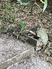 Sericornis frontalis