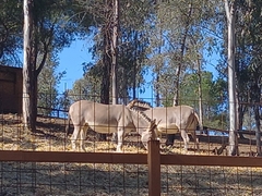 Equus africanus somaliensis