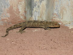 Homopholis walbergii