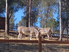 Equus africanus somaliensis