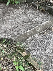 Sericornis frontalis