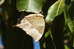 Charaxes varanes