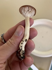 Cuphophyllus colemannianus