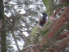 Dendrocopos major