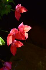 Disa uniflora