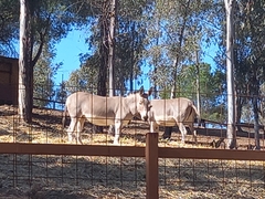 Equus africanus somaliensis