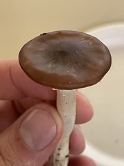 Cuphophyllus colemannianus