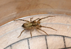 Anyphaena accentuata