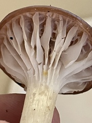 Cuphophyllus colemannianus