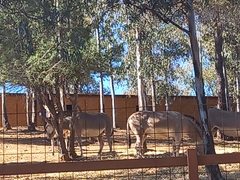 Equus africanus somaliensis