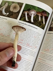 Cuphophyllus colemannianus