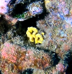 Axinella damicornis