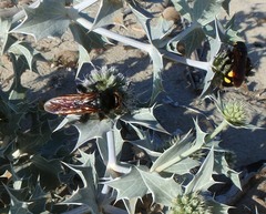 Megascolia maculata flavifrons