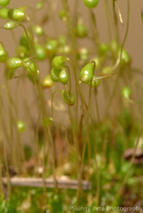 Physcomitrium pyriforme