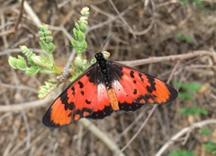 Acraea acara