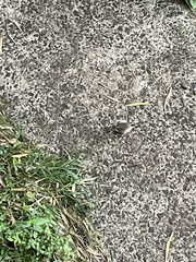 Sericornis frontalis