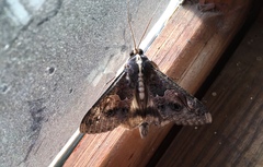 Sphingomorpha chlorea