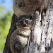 White-footed Sportive Lemur - Photo (c) Teague O'Mara, some rights reserved (CC BY-NC-ND)
