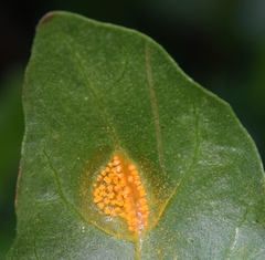 Puccinia withaniae
