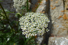 Conioselinum gmelinii