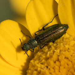 Psilothrix illustris