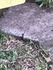 Sericornis frontalis