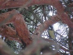 Parus major