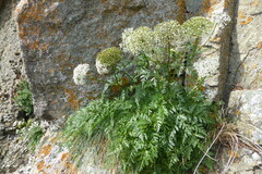 Conioselinum gmelinii