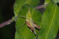 Orphulella