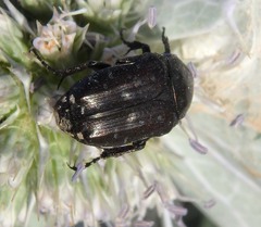 Oxythyrea funesta