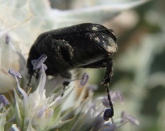 Oxythyrea funesta