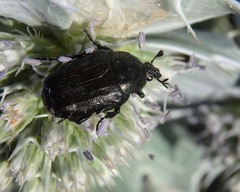 Oxythyrea funesta