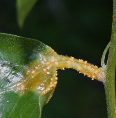 Puccinia withaniae