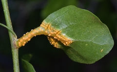 Puccinia withaniae
