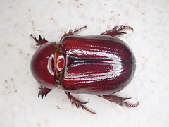 Pimelopus fischeri