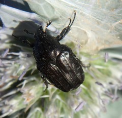 Oxythyrea funesta