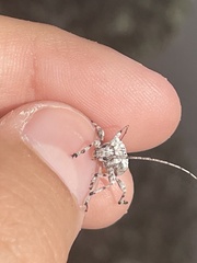 Leptostylus transversus